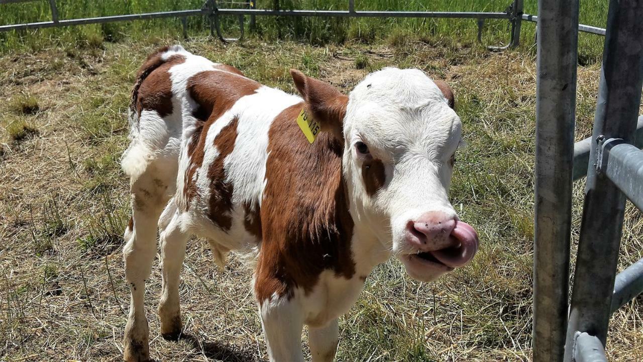 Marterer Hof Lägenhet Frohnd Exteriör bild